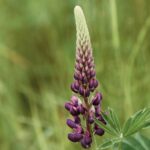 Idag gratulerar vi Tiburtius! — Blommor, firande, namnsdag, Sverige, Tiburtius