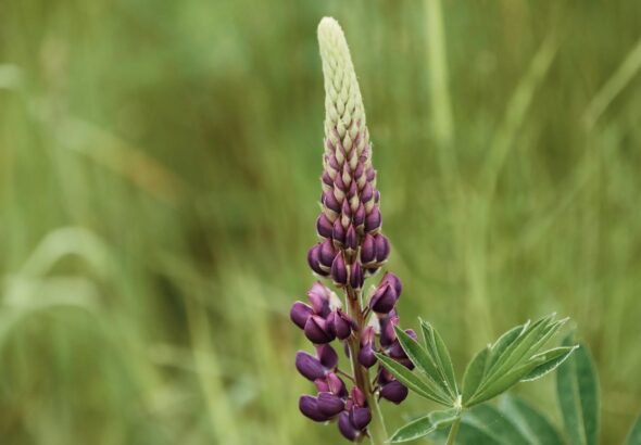 Idag gratulerar vi Tiburtius! — Blommor, firande, namnsdag, Sverige, Tiburtius