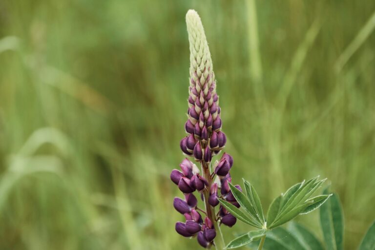 Idag gratulerar vi Tiburtius! — Blommor, firande, namnsdag, Sverige, Tiburtius
