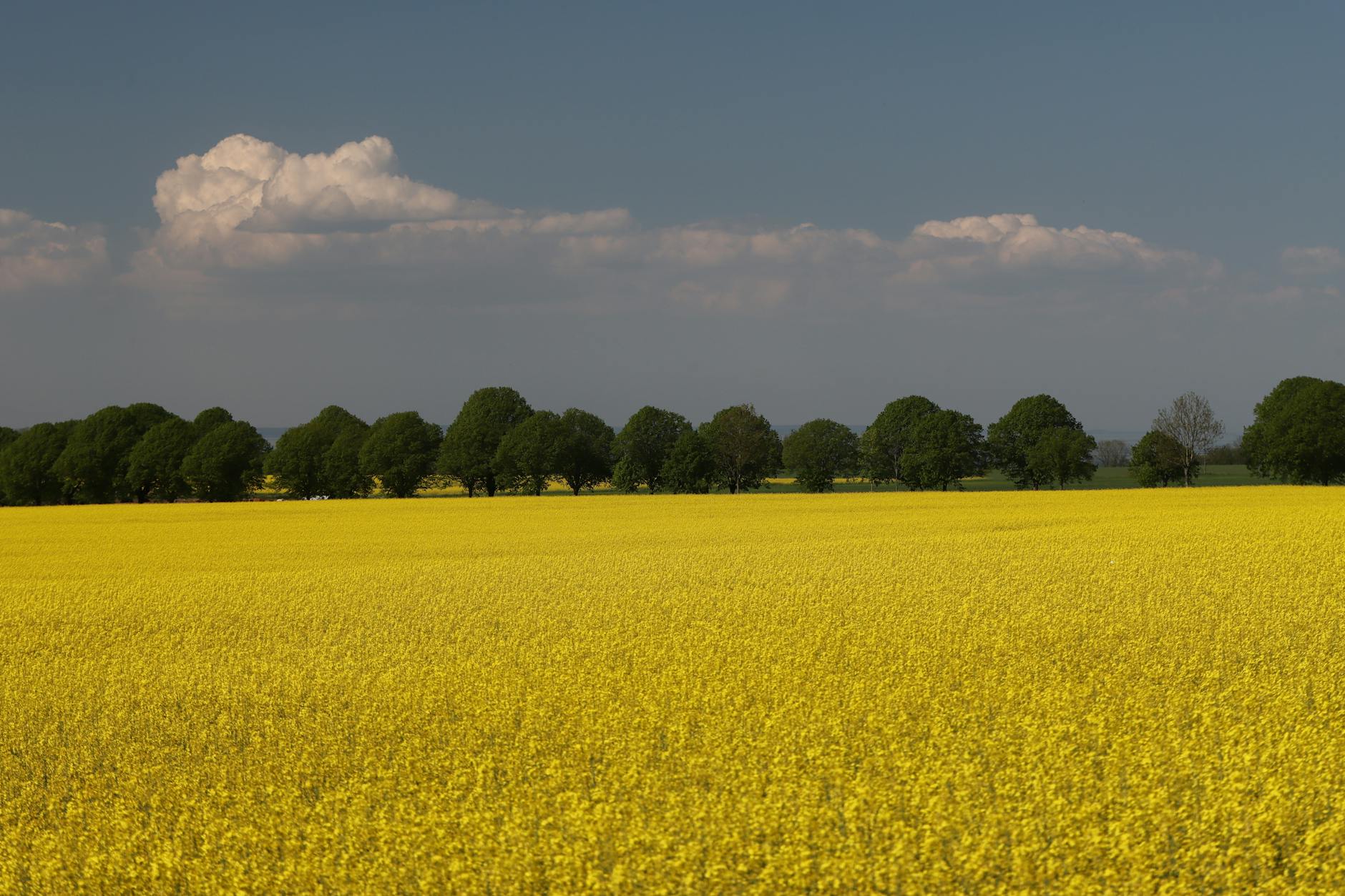 Idag gratulerar vi Valborg! — Blommor, firande, namnsdag, Sverige, Valborg