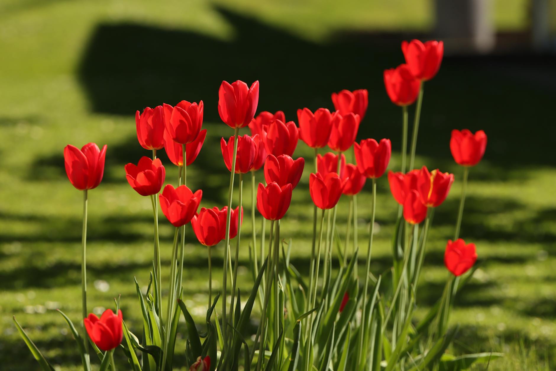 Idag gratulerar vi Ronald och Ronny! — Blommor, firande, namnsdag, Sverige, Ronald och Ronny
