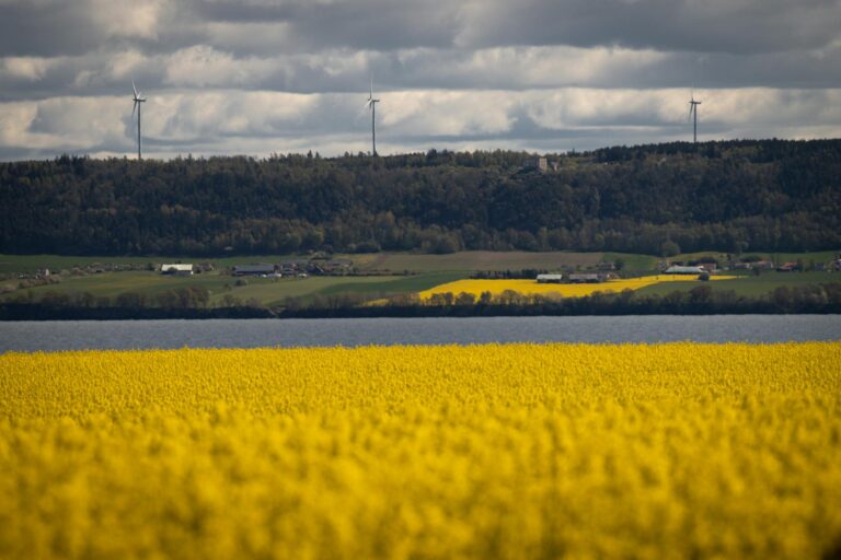 Idag gratulerar vi Valborg! — Blommor, firande, namnsdag, Sverige, Valborg