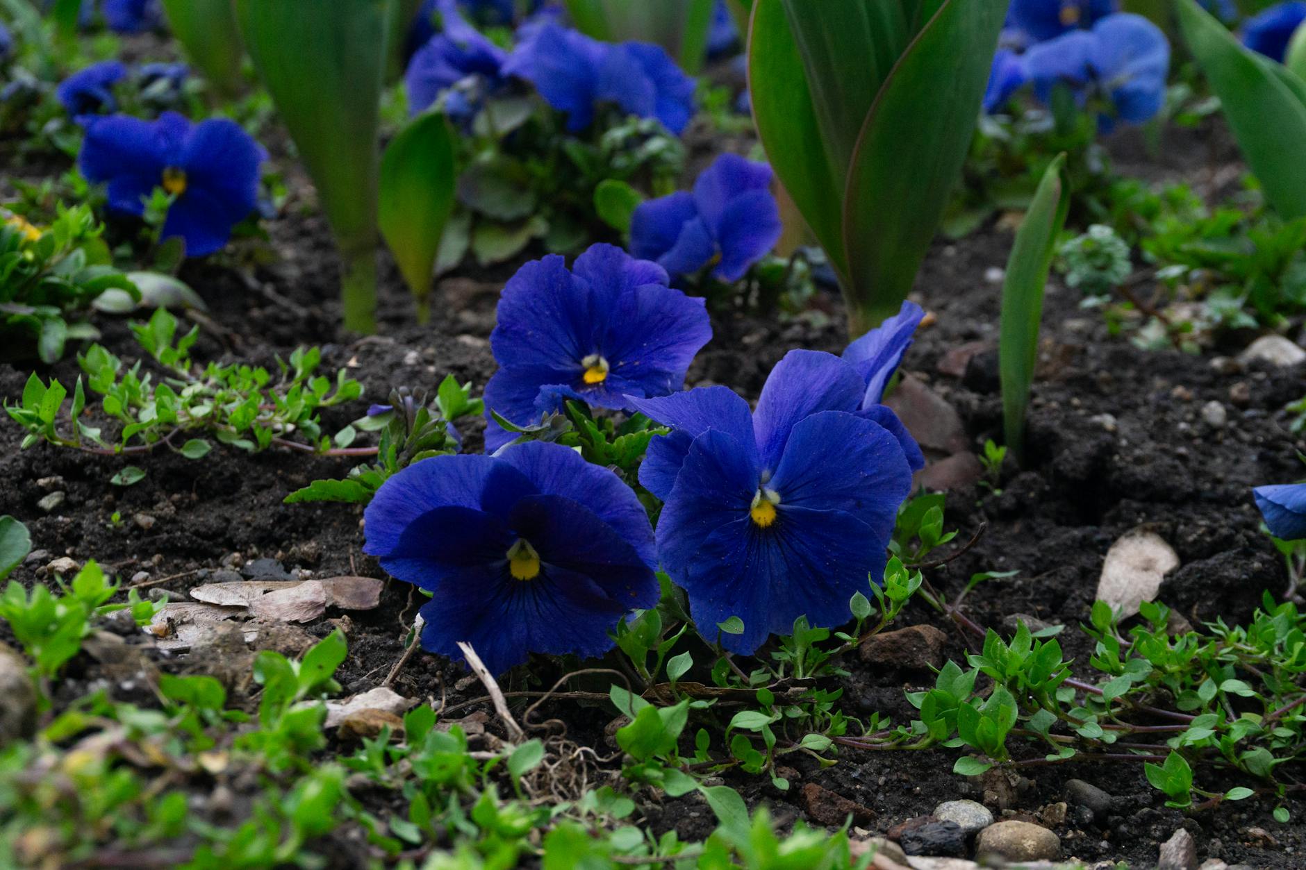 Idag gratulerar vi Sofia och Sonja! — Blommor, firande, namnsdag, Sverige, Sofia och Sonja