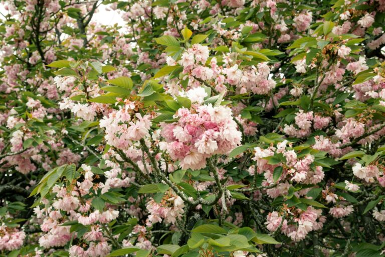 Idag gratulerar vi Urban! — Blommor, firande, namnsdag, Sverige, Urban