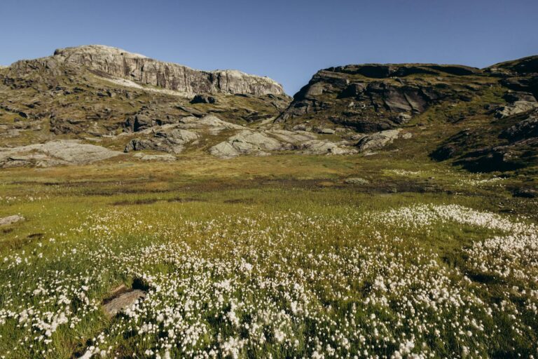 Idag gratulerar vi Esbjörn och Styrbjörn! — Blommor, firande, namnsdag, Sverige, Esbjörn och Styrbjörn