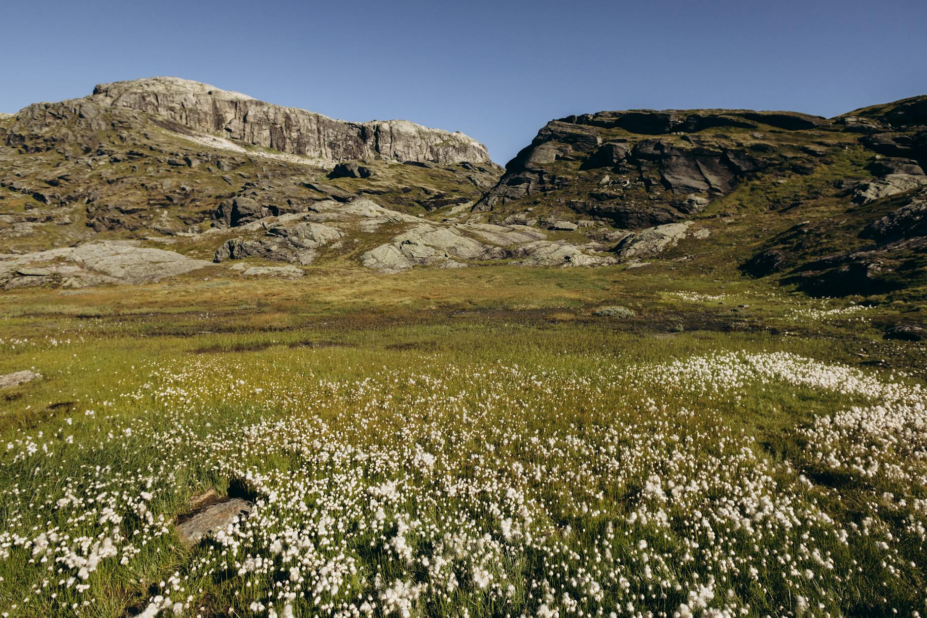 Idag gratulerar vi Esbjörn och Styrbjörn! — Blommor, firande, namnsdag, Sverige, Esbjörn och Styrbjörn