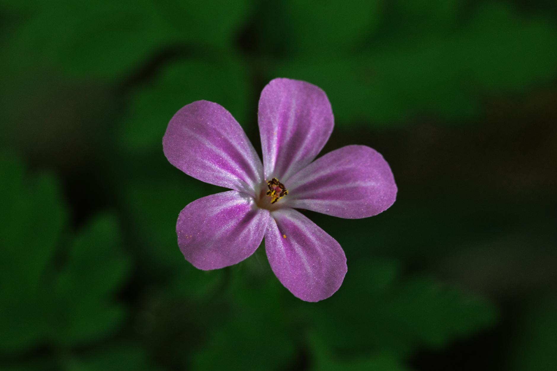 Idag gratulerar vi Robert och Robin! — Blommor, firande, namnsdag, Sverige, Robert och Robin