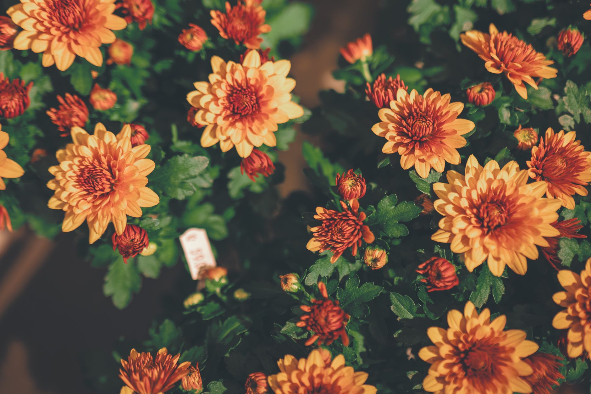 Idag gratulerar vi Ulrik och Alrik! — Blommor, firande, namnsdag, Sverige, Ulrik och Alrik