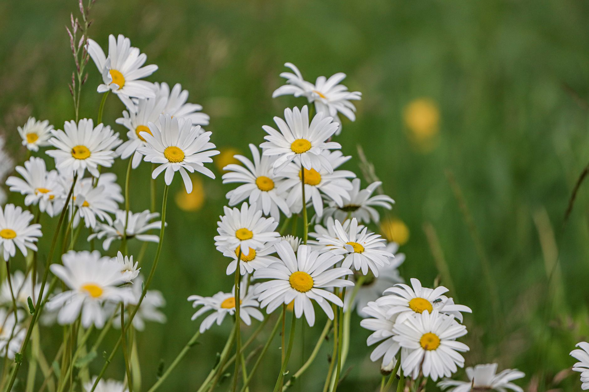 Idag gratulerar vi Dag och Daga! — Blommor, firande, namnsdag, Sverige, Dag och Daga