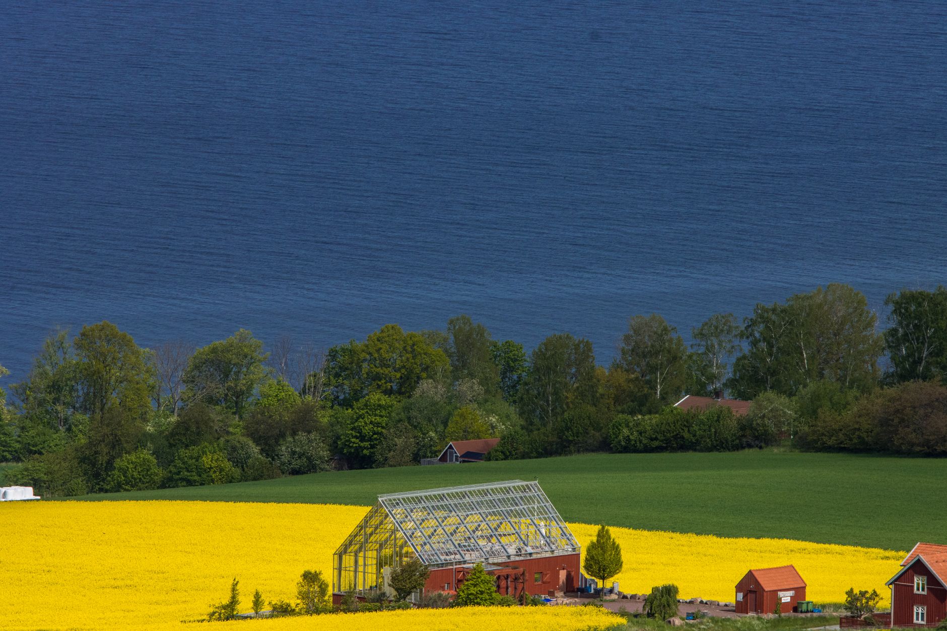Idag gratulerar vi Dagmar och Rigmor — Blommor, firande, namnsdag, Sverige, Dagmar och Rigmor